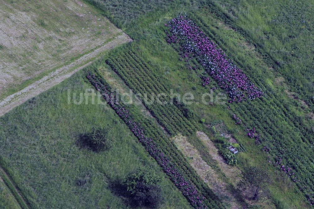 Luftbild Löberschütz - Pfingstrosenfeld bei Löberschütz im Bundesland Thüringen