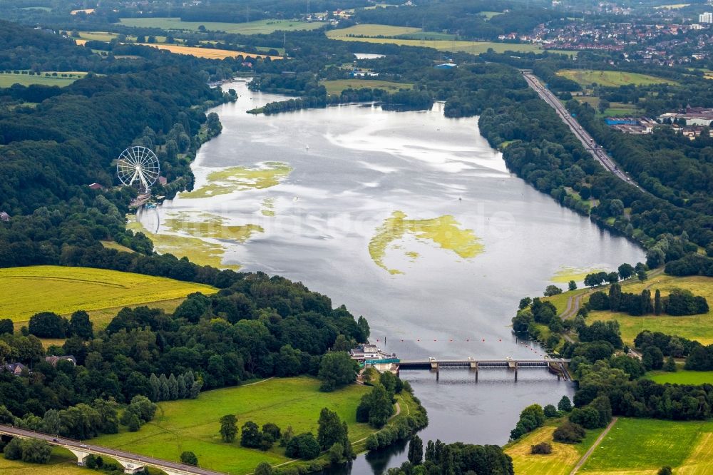 Bochum von oben - Pflanzenteppiche auf dem Kemnader See in Bochum im Bundesland Nordrhein-Westfalen