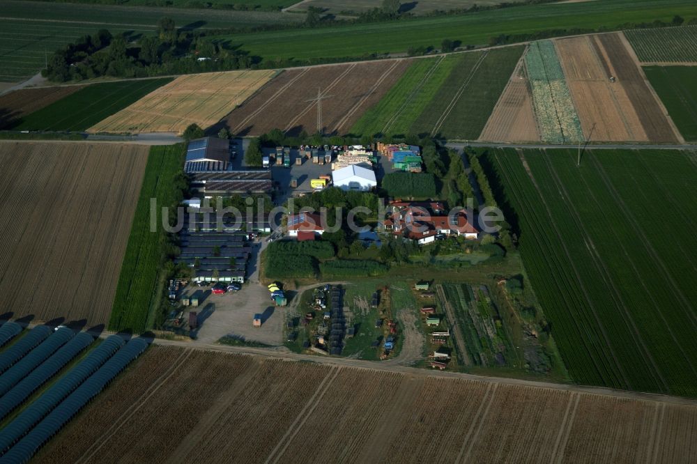 Luftbild Mutterstadt - P.+H. Fehmel Gemüsebau in Mutterstadt im Bundesland Rheinland-Pfalz