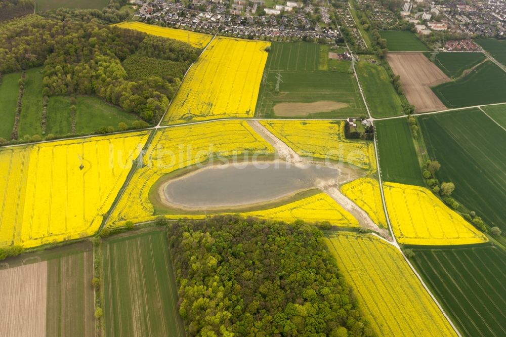 Wickede aus der Vogelperspektive: Raps- Auge von Wickede, einem Rapsfeld auf dem Wickeder Feld im Bundesland Nordrhein-Westfalen