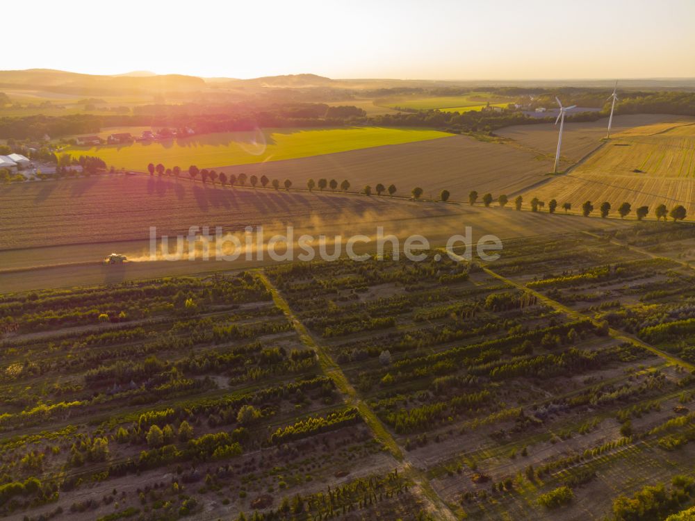 Elstra aus der Vogelperspektive: Rapsernte in Elstra im Bundesland Sachsen, Deutschland