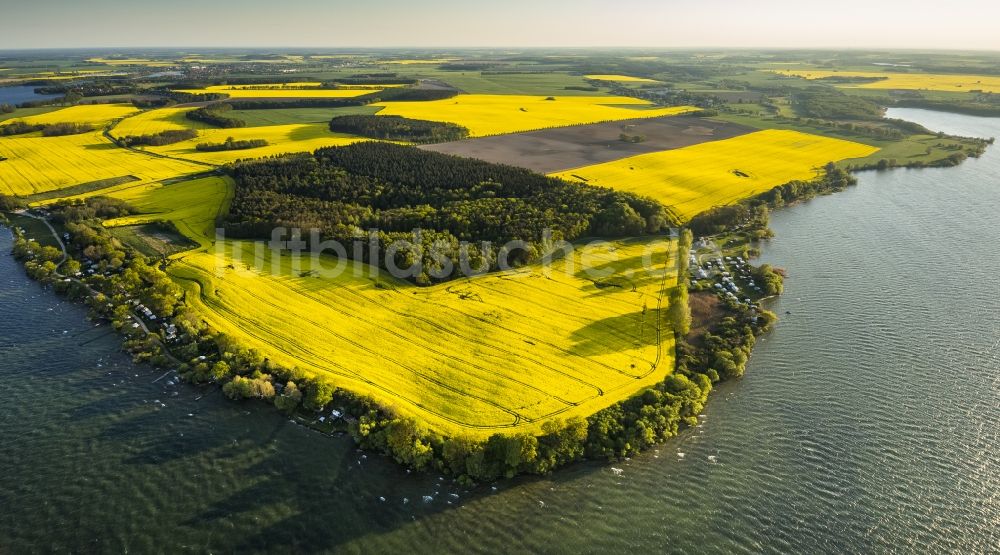 Gotthun aus der Vogelperspektive: Rapsfeld bei Gotthun im Bundesland Mecklenburg-Vorpommern