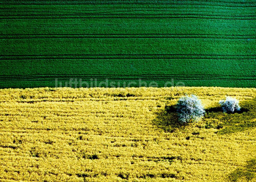 Jerichow aus der Vogelperspektive: Rapsfeld - Frühjahrs- Landschaft und Strukturen bei Jerichow im Bundesland Sachsen-Anhalt