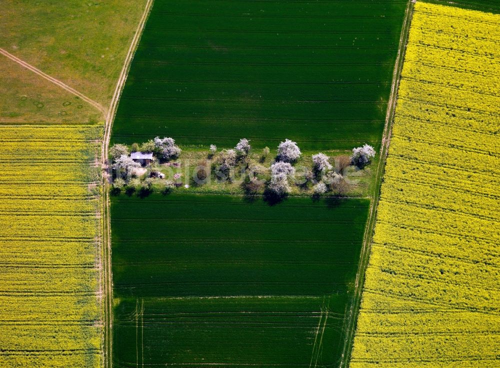 Luftaufnahme Leinach OT Unterleinach - Rapsfeld - Frühjahrs- Landschaft und Strukturen bei Unterleinach im Bundesland Bayern