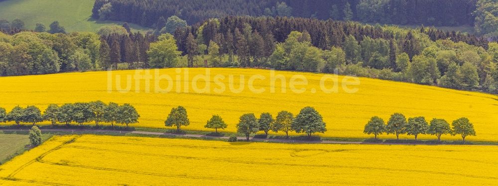 Luftbild Glörfeld - Rapsfeld - Landschaft und Strukturen bei Glörfeld im Bundesland Nordrhein-Westfalen 