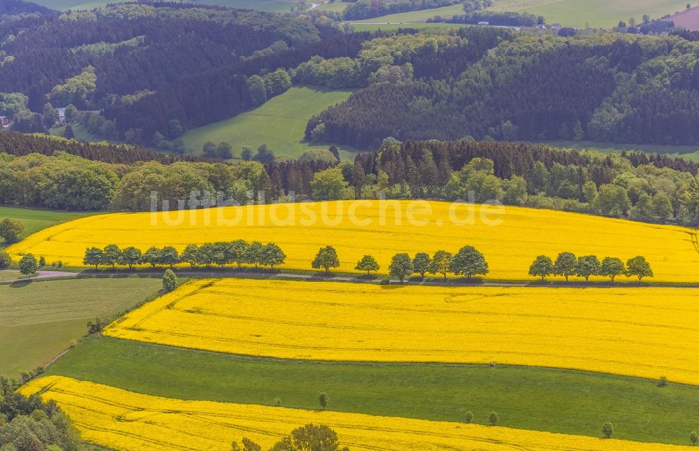 Luftaufnahme Glörfeld - Rapsfeld - Landschaft und Strukturen bei Glörfeld im Bundesland Nordrhein-Westfalen 