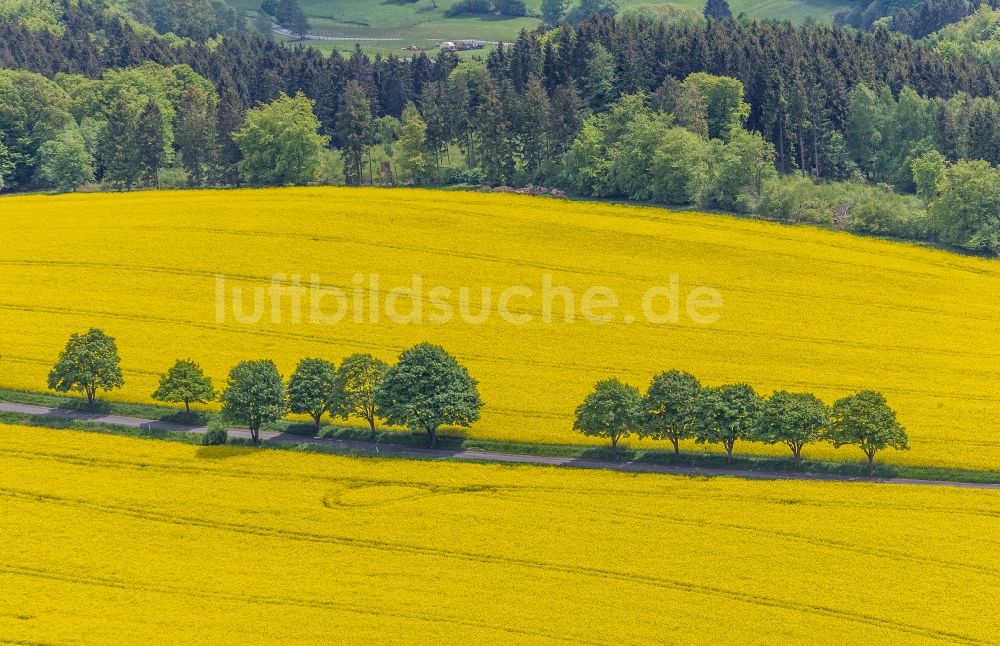 Glörfeld von oben - Rapsfeld - Landschaft und Strukturen bei Glörfeld im Bundesland Nordrhein-Westfalen 