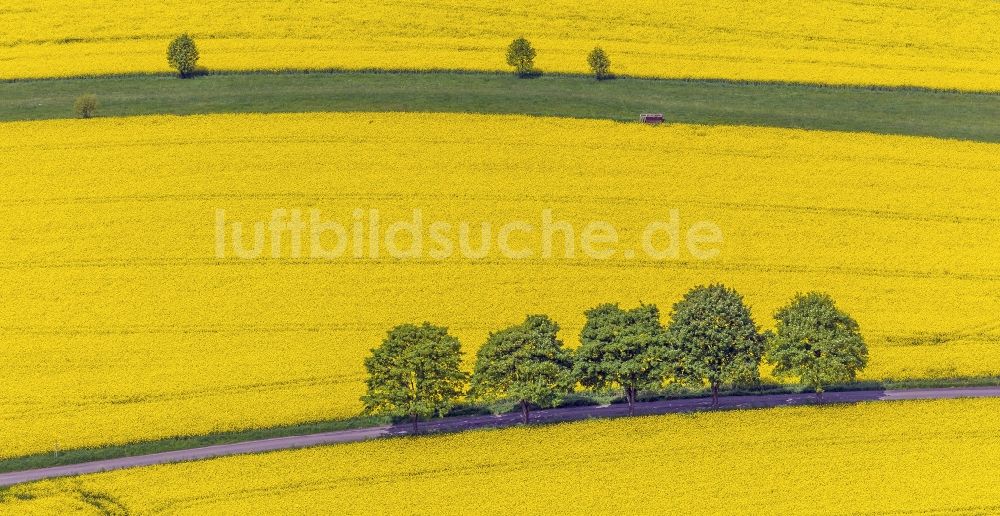 Glörfeld aus der Vogelperspektive: Rapsfeld - Landschaft und Strukturen bei Glörfeld im Bundesland Nordrhein-Westfalen 