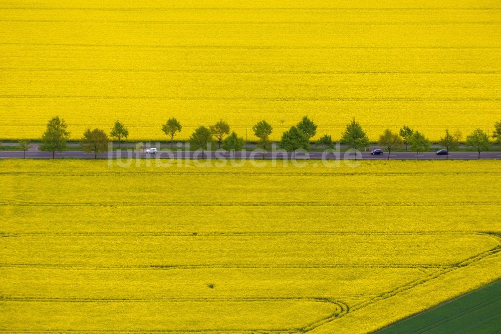 Dortmund von oben - Rapsfeld - Landschaft und Strukturen im Stadtteil Brackel in Dortmund im Bundesland Nordrhein-Westfalen
