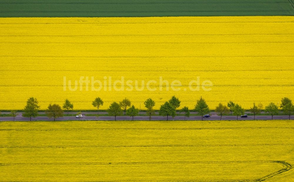 Dortmund aus der Vogelperspektive: Rapsfeld - Landschaft und Strukturen im Stadtteil Brackel in Dortmund im Bundesland Nordrhein-Westfalen
