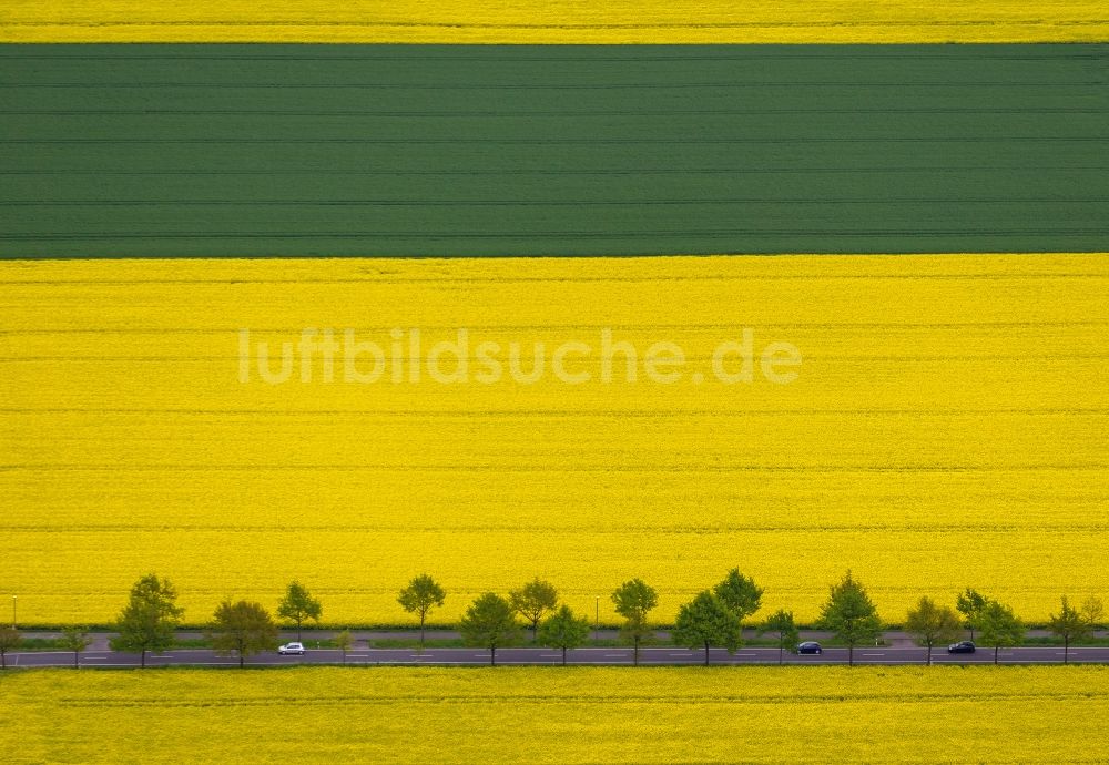 Luftbild Dortmund - Rapsfeld - Landschaft und Strukturen im Stadtteil Brackel in Dortmund im Bundesland Nordrhein-Westfalen
