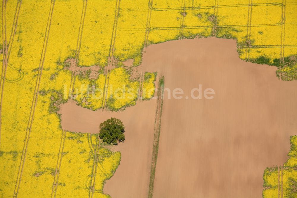 Landesbergen von oben - Rapsfeld mit menschlicher Form nahe Landesbergen, Niedersachsen