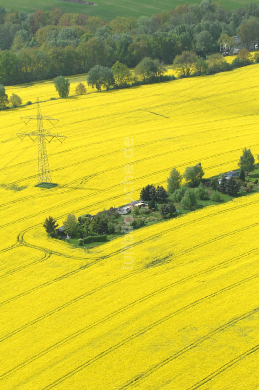 Chemnitz aus der Vogelperspektive: Rapsfeld südwestlich von Chemnitz / Sachsen