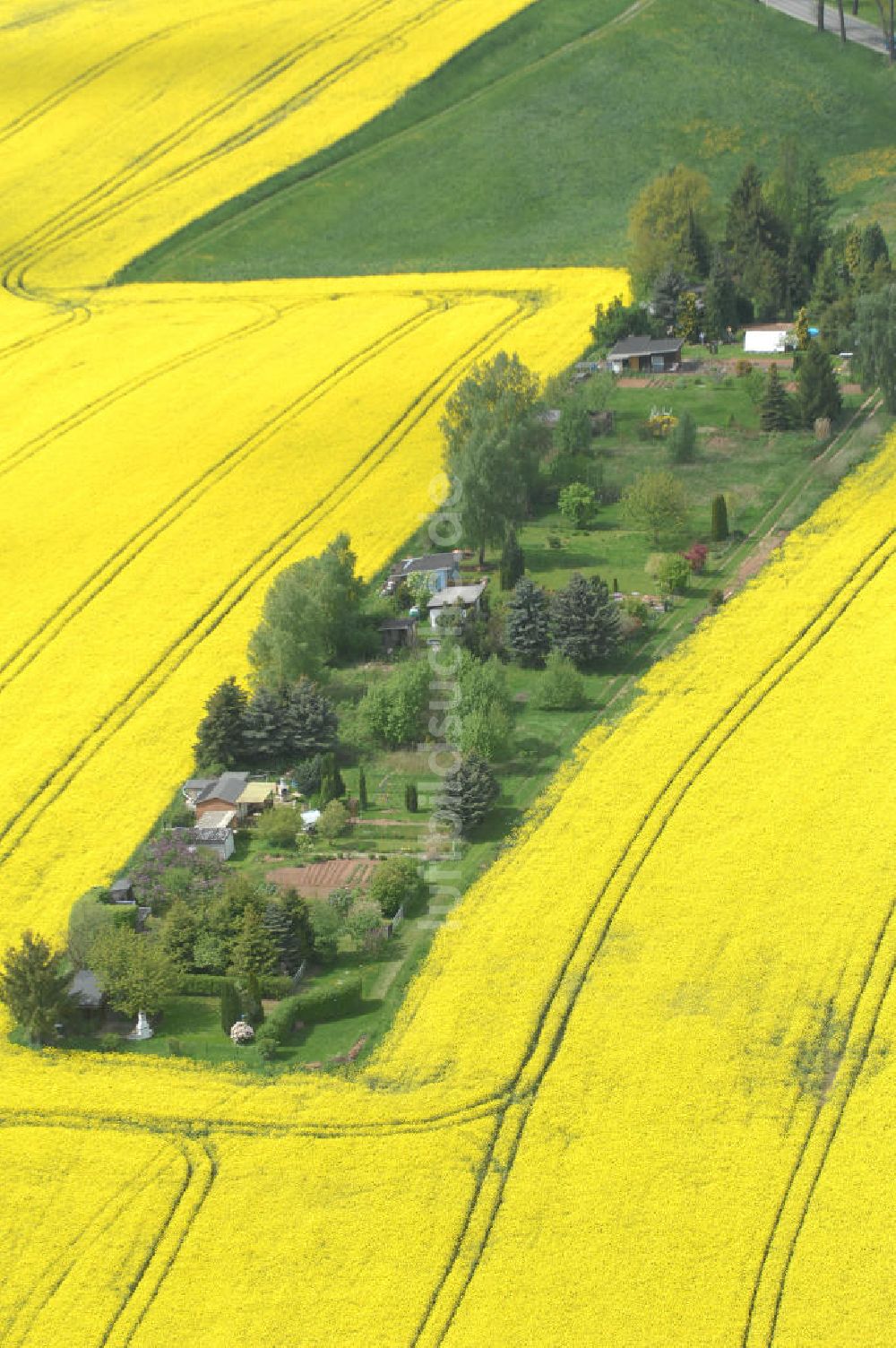 Chemnitz von oben - Rapsfeld südwestlich von Chemnitz / Sachsen