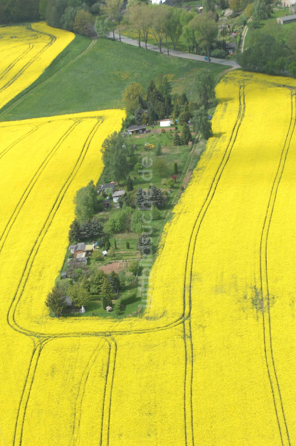 Chemnitz aus der Vogelperspektive: Rapsfeld südwestlich von Chemnitz / Sachsen