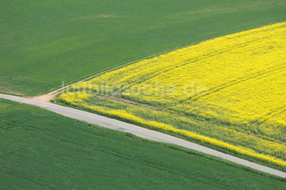 Chemnitz aus der Vogelperspektive: Rapsfeld südwestlich von Chemnitz / Sachsen