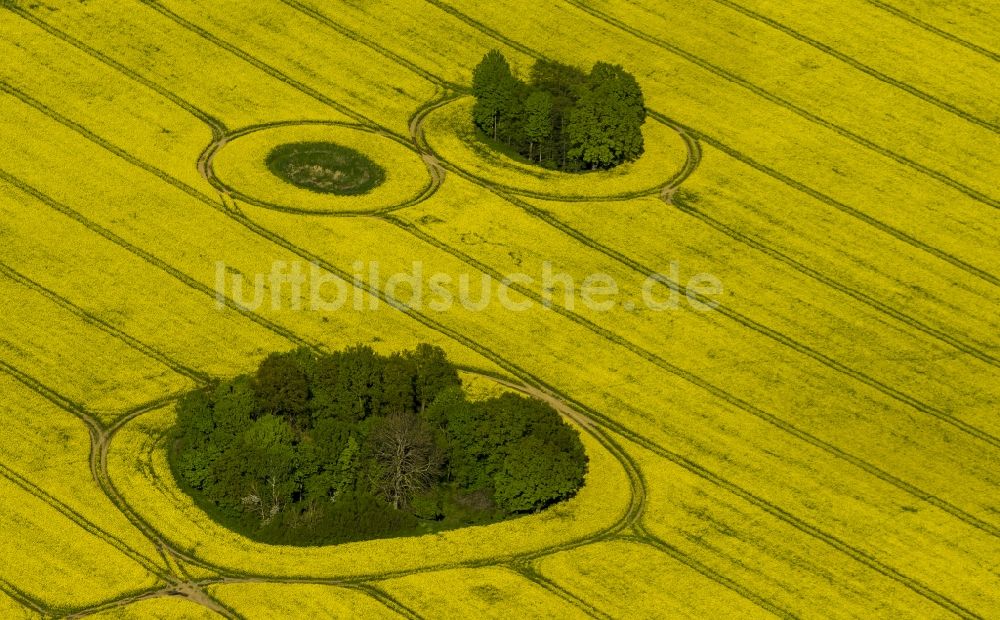 Groß Pankow (Prignitz) aus der Vogelperspektive: Rapsfelder bei Groß Pankow (Prignitz) im Bundesland Brandenburg