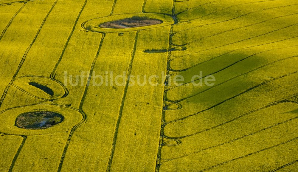 Luftbild Klink - Rapsfelder bei Klink im Bundesland Mecklenburg-Vorpommern