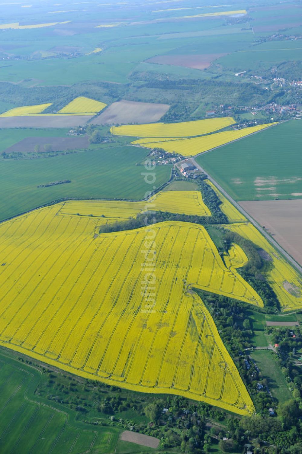 Luftaufnahme Kloschwitz - Rapsfelder bei Kloschwitz in Sachsen- Anhalt