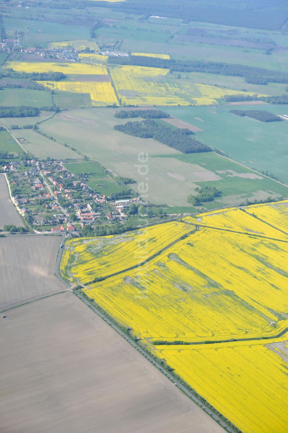 Luftbild Scheuder - Rapsfelder bei Scheuder in Sachsen- Anhalt