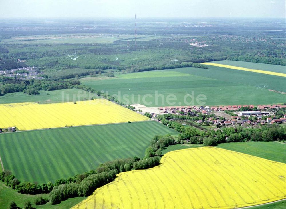 Schildow / Brandenburg aus der Vogelperspektive: Rapsfelder nordöstlich von Schildow / Brandenburg