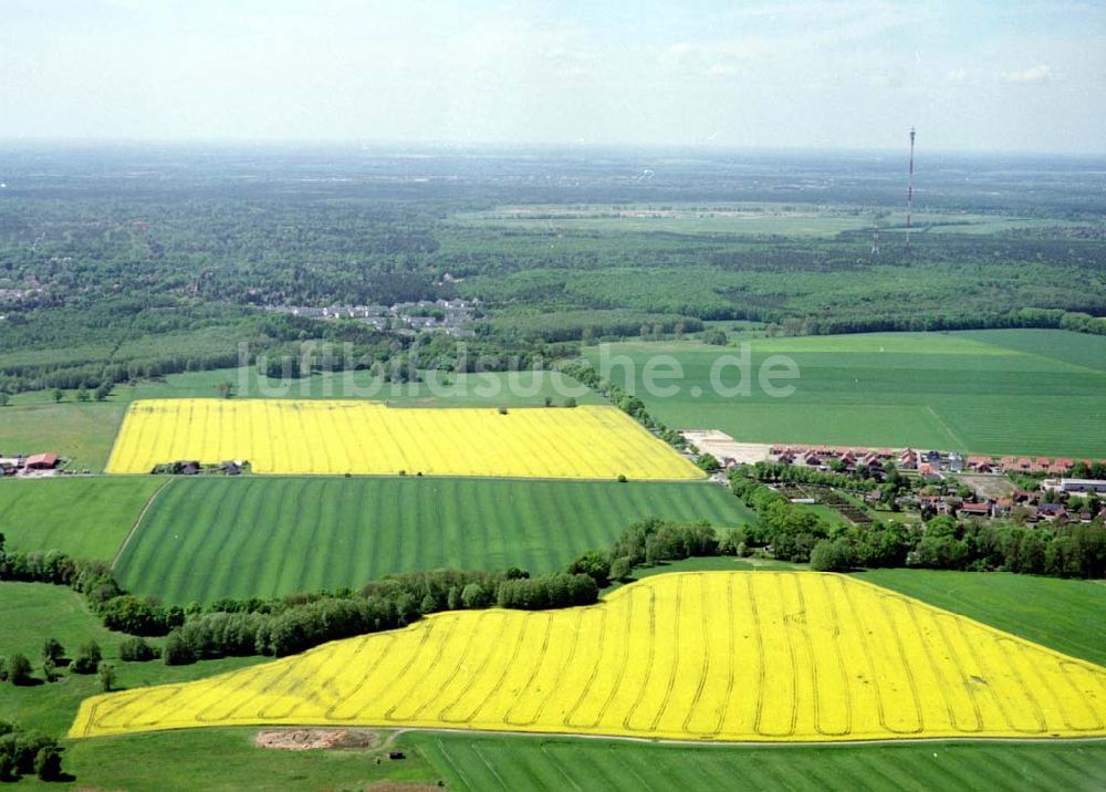 Schildow / Brandenburg von oben - Rapsfelder nordöstlich von Schildow / Brandenburg