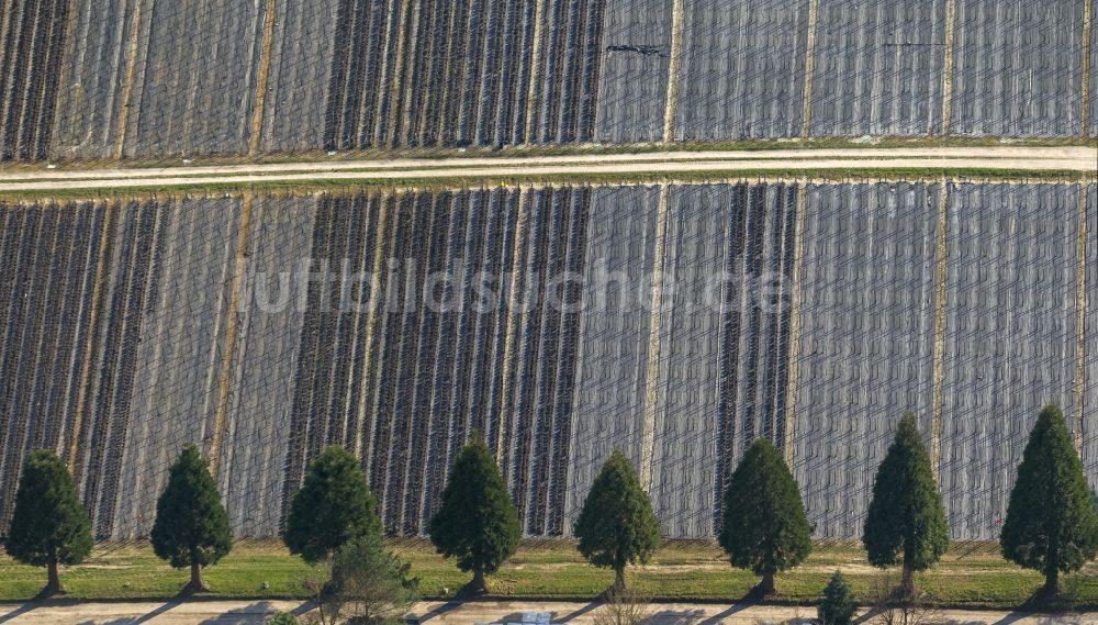 Luftbild Detmold - Reihe von Mammutbäumen ( Sequoioideae ) Familie der Zypressengewächse in der Obstgehölz und Gartenbaumschule Krämer in Detmold im Bundesland Nordrhein-Westfalen NRW