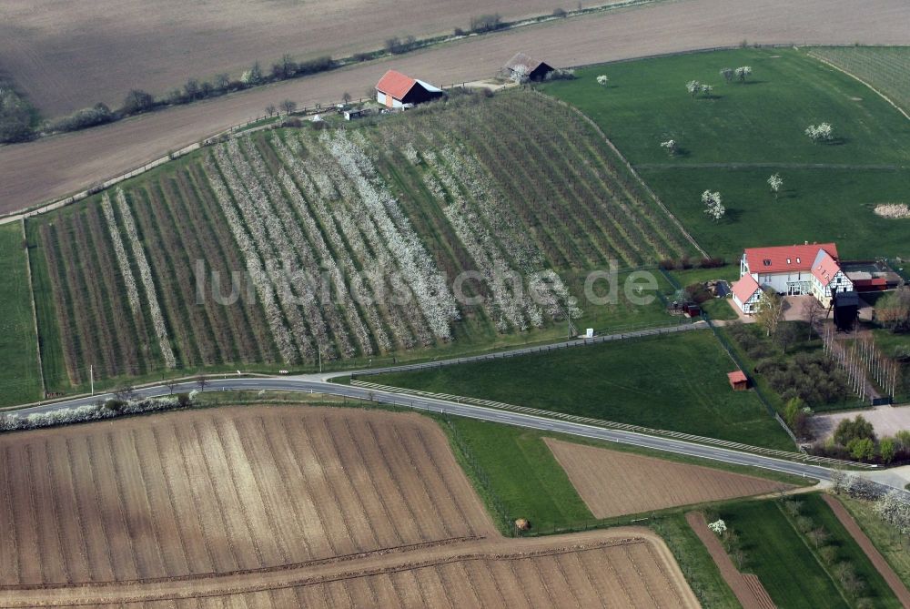 Luftaufnahme Kleinfahner - Reihen blühender Obstbäume auf einem Feld bei Kleinfahner im Bundesland Thüringen