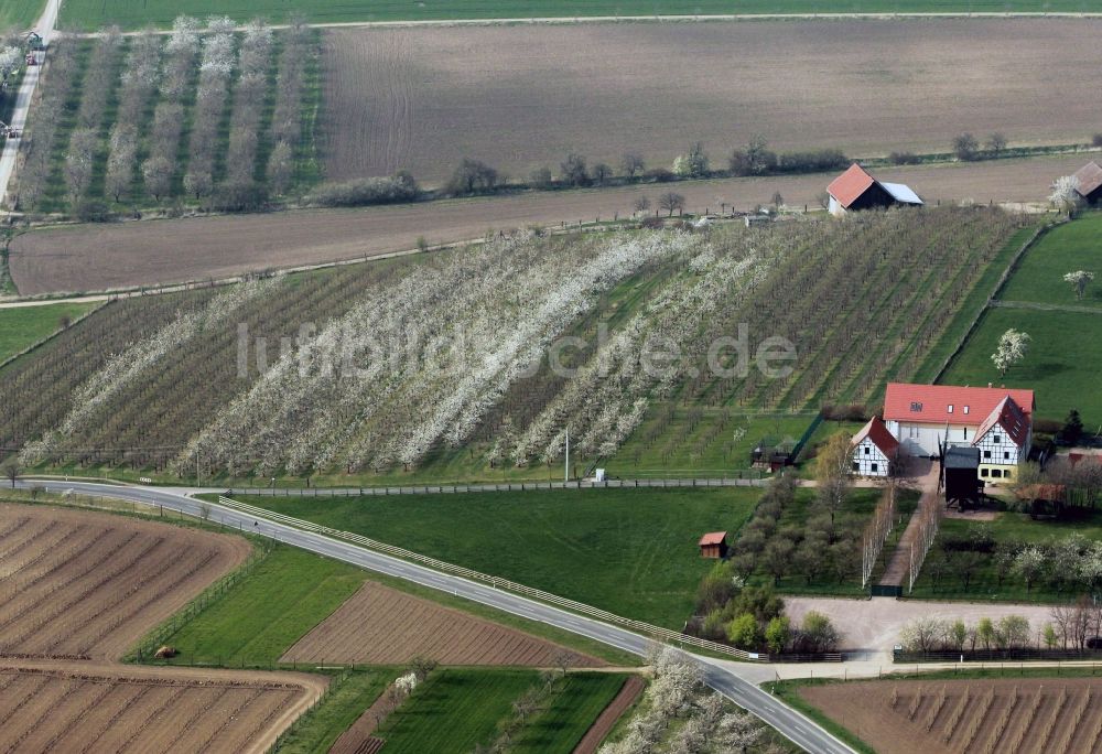 Kleinfahner aus der Vogelperspektive: Reihen blühender Obstbäume auf einem Feld bei Kleinfahner im Bundesland Thüringen