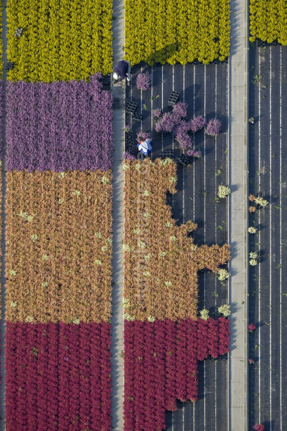 Schermbeck von oben - Reihen bunter Blumen - Felder in einem Zierpflanzenbetrieb bei Schermbeck in Nordrhein-Westfalen