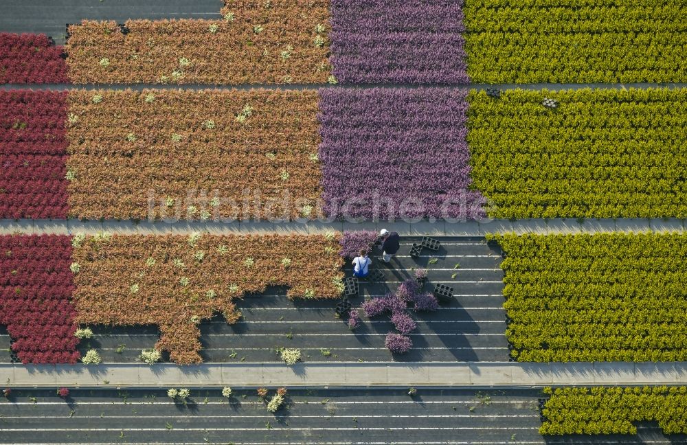 Luftbild Schermbeck - Reihen bunter Blumen - Felder in einem Zierpflanzenbetrieb bei Schermbeck in Nordrhein-Westfalen