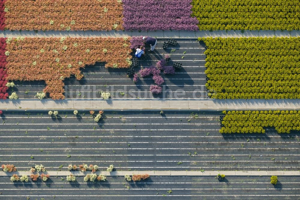 Luftaufnahme Schermbeck - Reihen bunter Blumen - Felder in einem Zierpflanzenbetrieb bei Schermbeck in Nordrhein-Westfalen