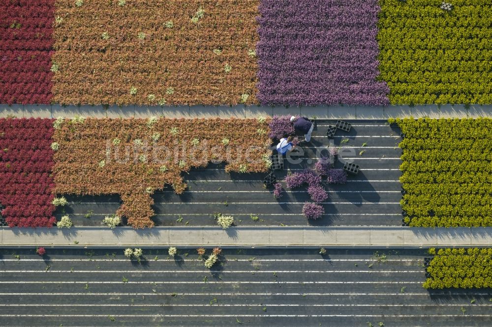 Schermbeck von oben - Reihen bunter Blumen - Felder in einem Zierpflanzenbetrieb bei Schermbeck in Nordrhein-Westfalen