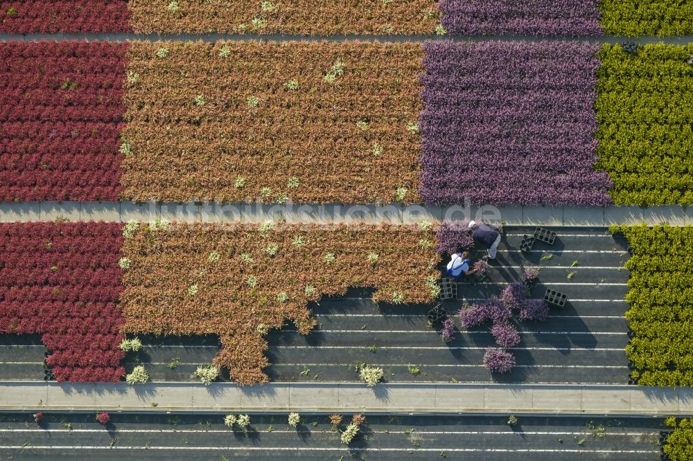 Schermbeck aus der Vogelperspektive: Reihen bunter Blumen - Felder in einem Zierpflanzenbetrieb bei Schermbeck in Nordrhein-Westfalen