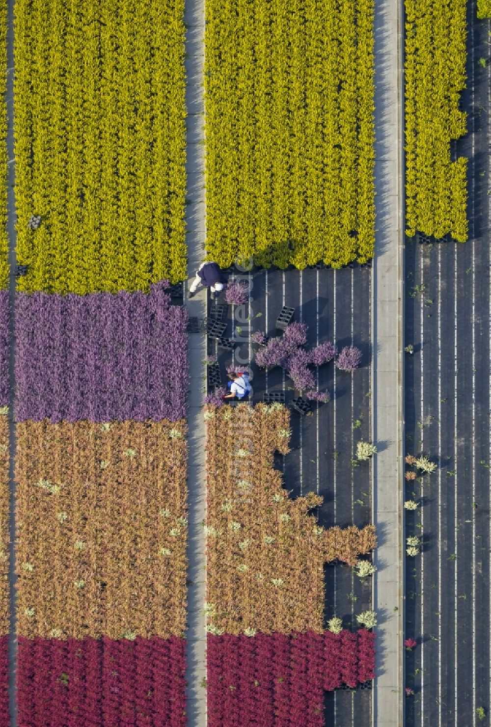 Schermbeck von oben - Reihen bunter Blumen - Felder in einem Zierpflanzenbetrieb bei Schermbeck in Nordrhein-Westfalen