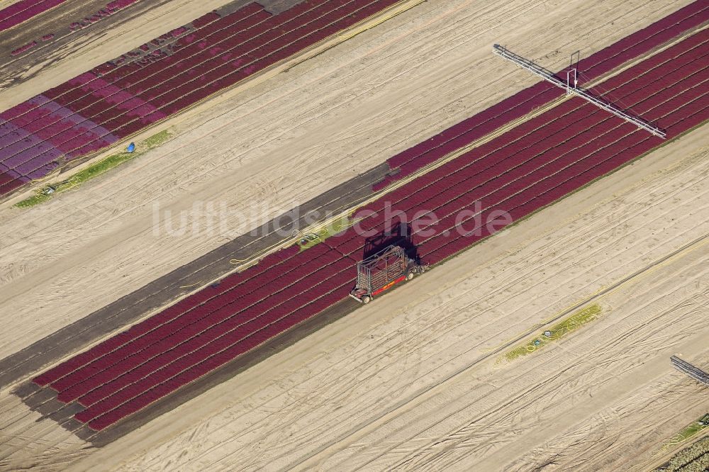 Luftaufnahme Schermbeck - Reihen bunter Blumen - Felder in einem Zierpflanzenbetrieb bei Schermbeck in Nordrhein-Westfalen