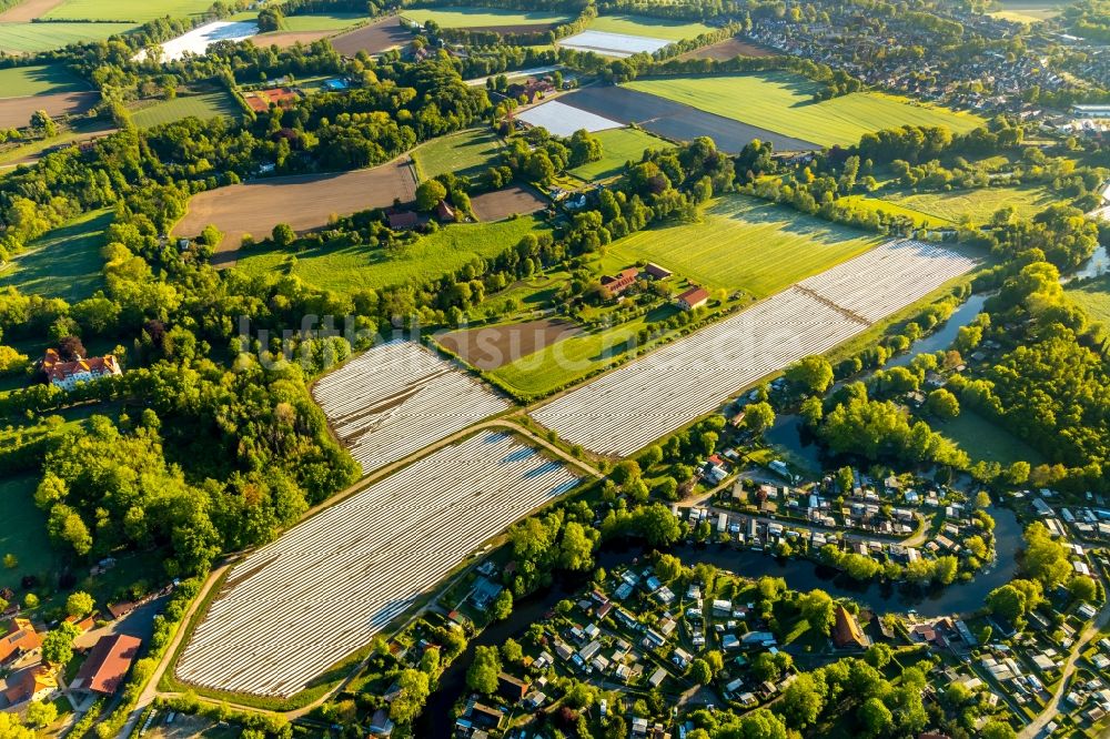 Luftbild Münster - Reihen mit Spargel- Anbau auf Feld- Flächen im Ortsteil Handorf in Münster im Bundesland Nordrhein-Westfalen, Deutschland