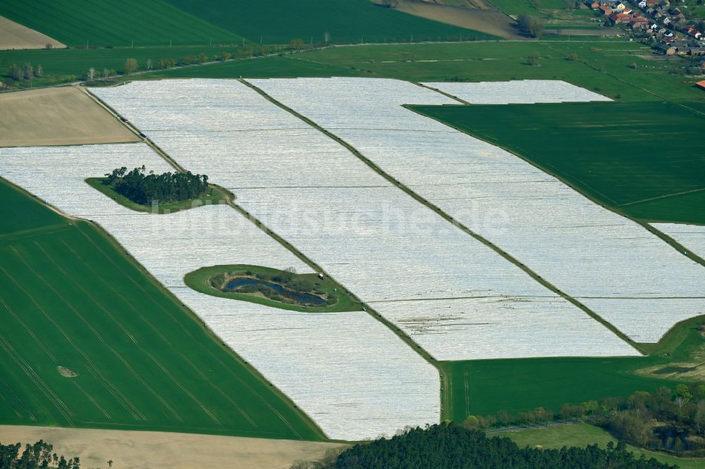 Luftaufnahme Schönermark - Reihen mit Spargel- Anbau auf Feld- Flächen in Schönermark im Bundesland Brandenburg, Deutschland