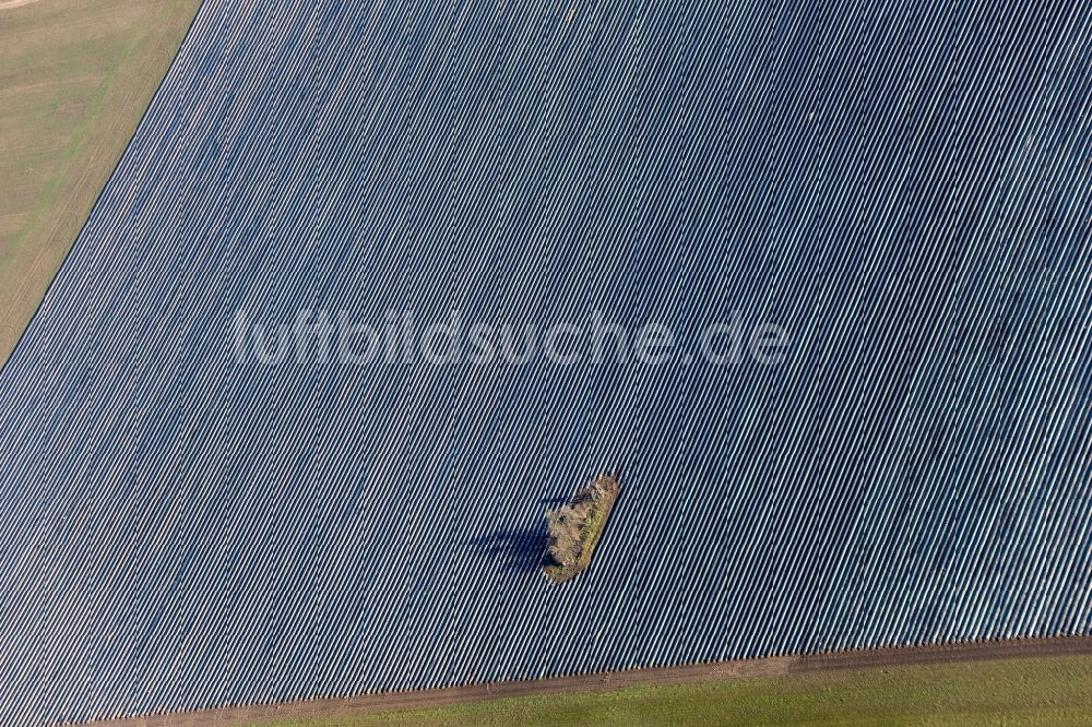 Wittbrietzen aus der Vogelperspektive: Reihen mit Spargel- Anbau auf Feld- Flächen in Wittbrietzen im Bundesland Brandenburg, Deutschland