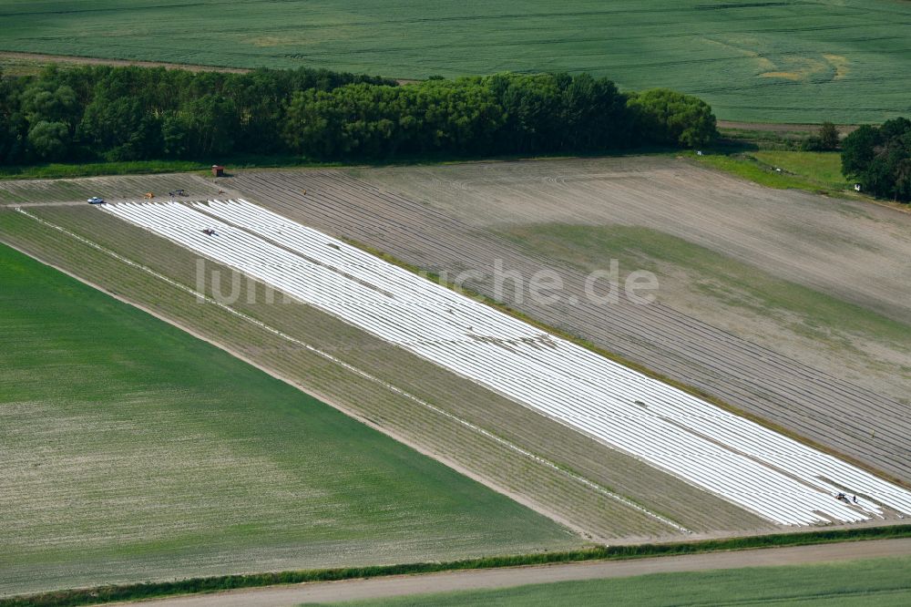 Luftbild Zehlendorf - Reihen mit Spargel- Anbau auf Feld- Flächen in Zehlendorf im Bundesland Brandenburg, Deutschland