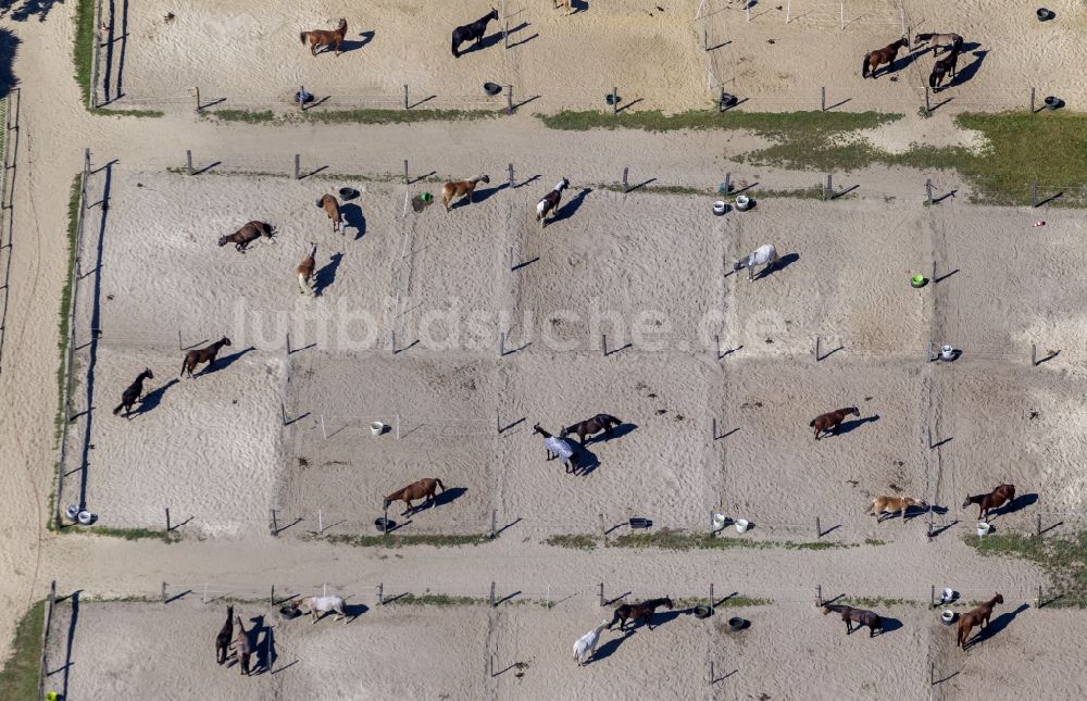 Luftaufnahme Bochum - Reitanlage an der Straße Harenburg bei Bochum- Wattenscheid im Ruhrgebiet in Nordrhein-Westfalen