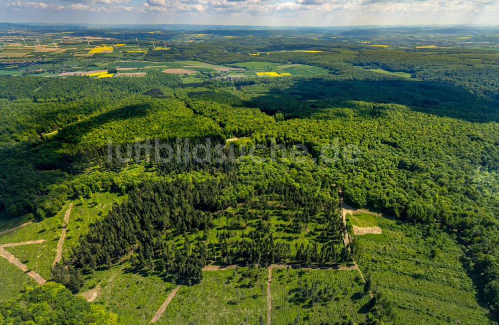 Luftbild Bad Driburg - Renaturierung durch Aufforstung von Jungbäumen im Waldgelände in Bad Driburg im Bundesland Nordrhein-Westfalen, Deutschland