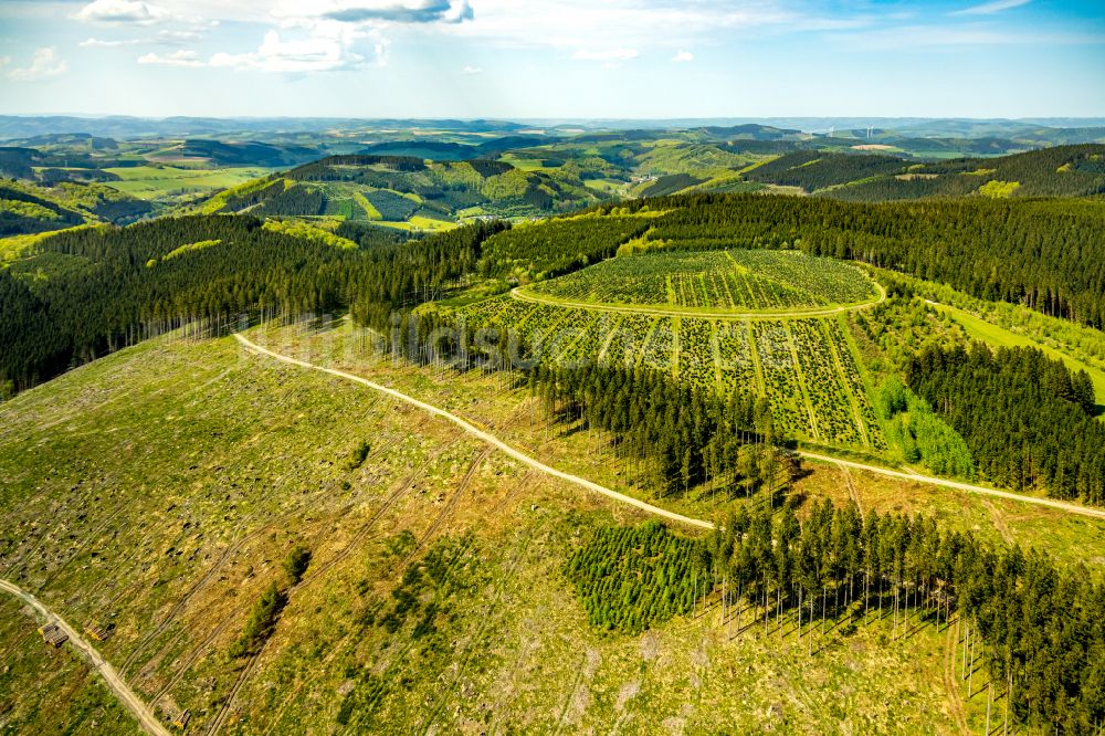 Schmallenberg von oben - Renaturierung durch Aufforstung von Jungbäumen im Waldgelände in Schmallenberg im Bundesland Nordrhein-Westfalen, Deutschland