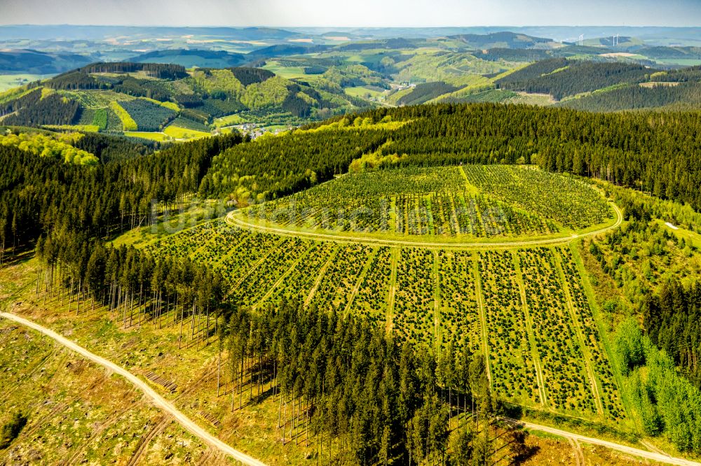 Schmallenberg aus der Vogelperspektive: Renaturierung durch Aufforstung von Jungbäumen im Waldgelände in Schmallenberg im Bundesland Nordrhein-Westfalen, Deutschland