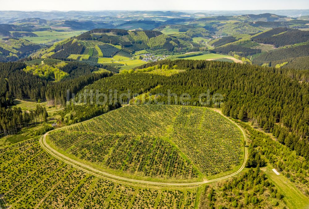 Luftbild Schmallenberg - Renaturierung durch Aufforstung von Jungbäumen im Waldgelände in Schmallenberg im Bundesland Nordrhein-Westfalen, Deutschland