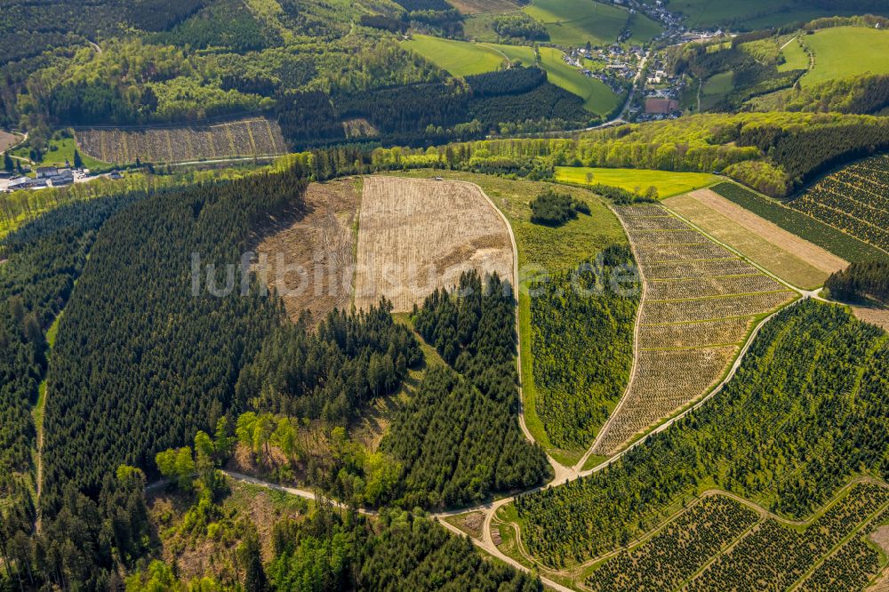 Schmallenberg aus der Vogelperspektive: Renaturierung durch Aufforstung von Jungbäumen im Waldgelände in Schmallenberg im Bundesland Nordrhein-Westfalen, Deutschland