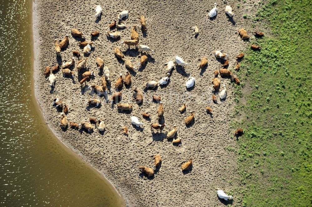 Luftaufnahme Wittenberge - Rinderrastplatz am Ufer der Elbe in Wittenberge im Bundesland Brandenburg