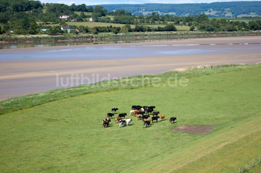 Luftaufnahme Gloucester - Rinderweide am Ufer des Severn Flußverlauf in Gloucester in England, Vereinigtes Königreich