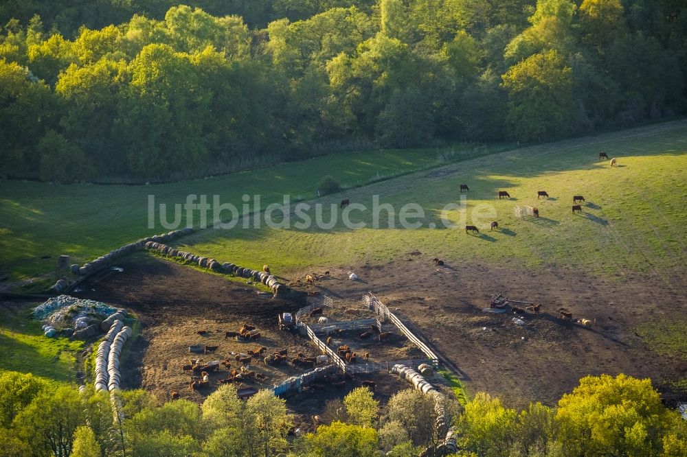 Ludorf von oben - Rinderzucht in Ludorf im Bundesland Mecklenburg-Vorpommern