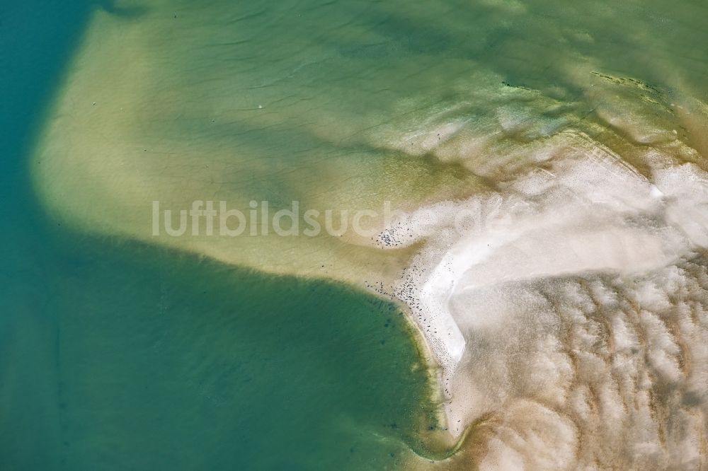 Luftbild Nigehörn - Robben im Wattenmeer auf Sandbänken vor der Nordseeküste von Cuxhaven, am Außenriff im Bundesland Hamburg, Deutschland